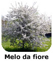 Melo da fiore